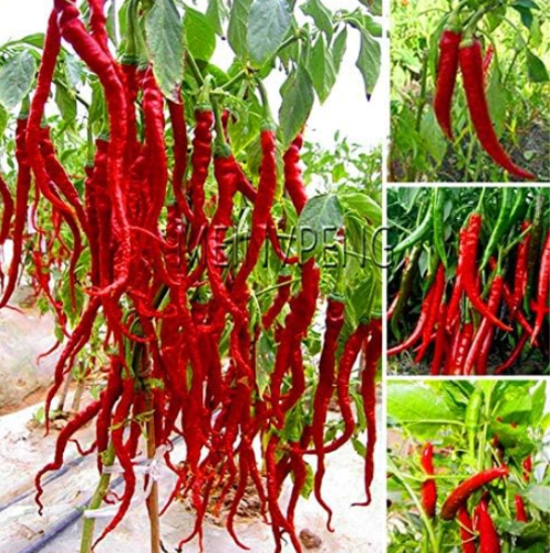 Heirloom Thai Sun Hot Pepper Capsicum annuum Ornamental Chili Seed (Color: 9)