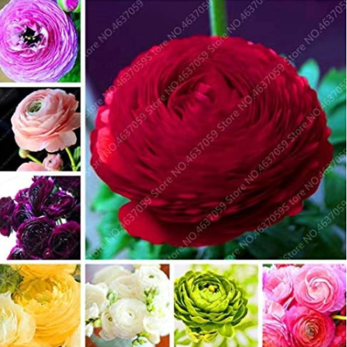 Rouge Ranunculus Flower Seeds Persian Buttercup (Color: Mixed)