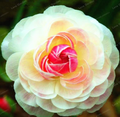 Ranunculus Flower Seed Balcony Potted Ranunculus Asiaticus Flower (Color: 8)