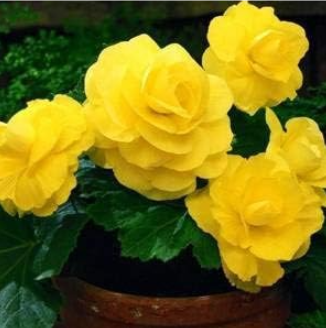 Camellia Common Camellia Seed Perennial Indoor Flower (Color: 7)