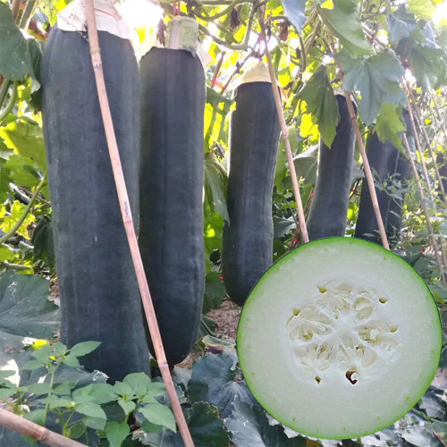 Black General Wax Gourd Seeds, Late-Maturing Variety, High Quality Wax Gourd, Thick Pure White Flesh, Wax Gourd Seeds