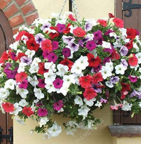 Seed Petunia Plant Flower Four Seasons Can Be Planted Perennial Flowers (Color: Black)