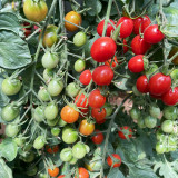 Hongcuili Cherry Tomato Seeds, Cherry Tomato Seeds, Qianxi Mini Tomato, Indeterminate, Red Fruits, Crisp-Fleshed Variety