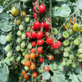 Hongcuili Cherry Tomato Seeds, Cherry Tomato Seeds, Qianxi Mini Tomato, Indeterminate, Red Fruits, Crisp-Fleshed Variety