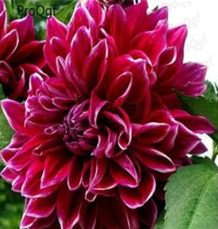 A Set Dahlia Flower Bulb Dahlia pinnata - (Color: 24)
