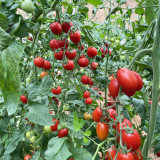 Hongcuili Cherry Tomato Seeds, Cherry Tomato Seeds, Qianxi Mini Tomato, Indeterminate, Red Fruits, Crisp-Fleshed Variety
