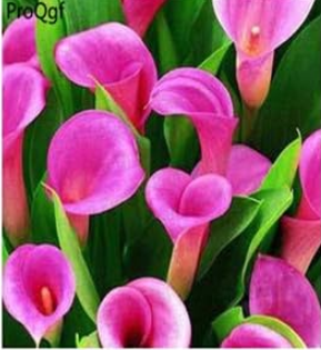 A Set Calla Lily Flower Root Bulb - (Color: 15)