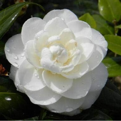 Common Camellia Seed Camellia Japonica Flower Perennial Flowering Potted - (Color: 3)
