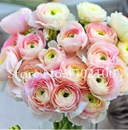 Ranunculus Asiaticus Flower Seed, Mixed Home & Garden (Color: 12)