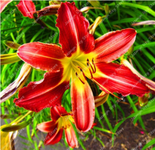 Lily Flower Seed Pleasant Fragrance Planting Potted for Home Garden - (Color: 15)