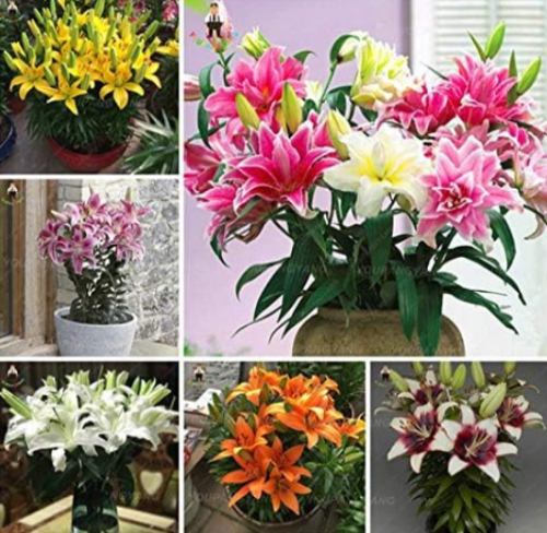 Lily Seed Plants Yellow White Red Pink Purple Lily Flower Seed (Color: Multi-Colored)