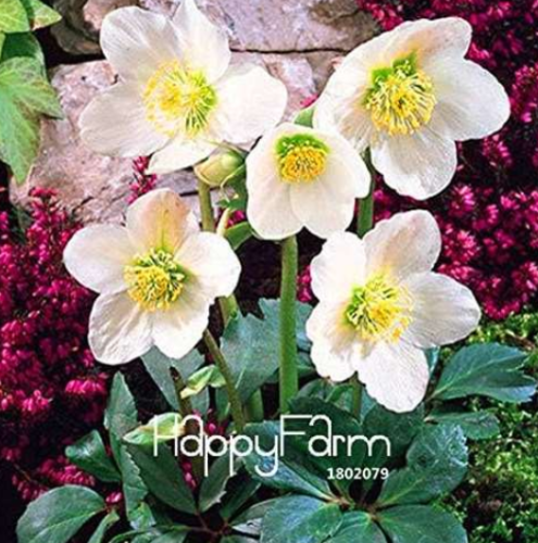 Christmas Rose Flower floresling Seed Plantas for Home & Garden Indoor Plants