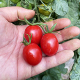 Hongcuili Cherry Tomato Seeds, Cherry Tomato Seeds, Qianxi Mini Tomato, Indeterminate, Red Fruits, Crisp-Fleshed Variety