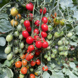 Hongcuili Cherry Tomato Seeds, Cherry Tomato Seeds, Qianxi Mini Tomato, Indeterminate, Red Fruits, Crisp-Fleshed Variety