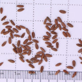 Geranium Seeds - Hrizon Coral Spice