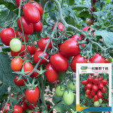 Hongcuili Cherry Tomato Seeds, Cherry Tomato Seeds, Qianxi Mini Tomato, Indeterminate, Red Fruits, Crisp-Fleshed Variety
