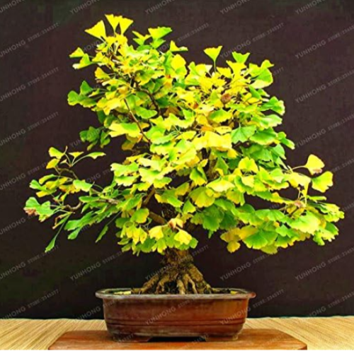 Ginkgo Biloba Heirloom Organic Gingko Maidenhair Tree Seed