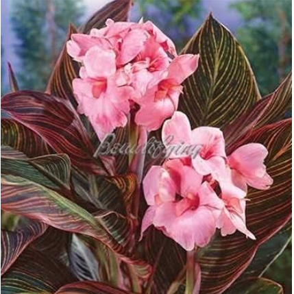 Dwarf Seed Canna Lily Outdoor Tropical Bronze Scarlet Foliage Perennial (Color: 2)