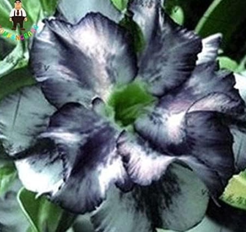 Desert Rose Seeds Plants Rare Adenium Obesum Flower