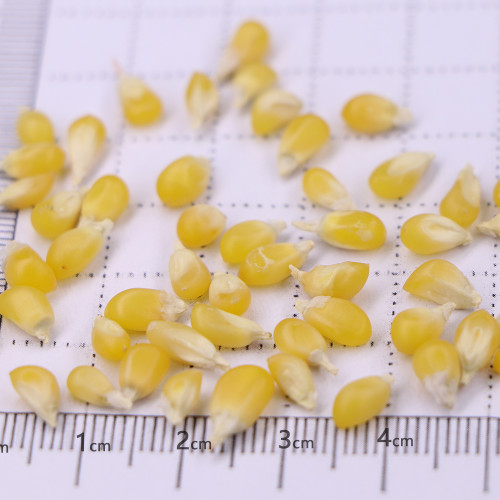 Mini Strawberry-Shaped Yellow Corn Seeds – Sweet & Decorative | Compact Edible Variety for Pots & Gardens