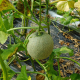 Dumi 101 Muskmelon Seeds, F1 Hybrid Muskmelon, Early Maturing, Thick-Fleshed, High Sugar, High Yield 