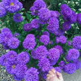 Elegant Blue China Aster Seeds – 'Maiden Series' | Double Petal Blooms, 20-30cm Compact Plants