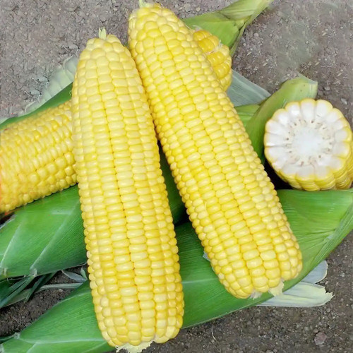 Lutian 196 Sweet Corn Seeds, High Yield Sweet Corn Seeds, Premium Sweet Corn, Nutrient-Rich, White Cob Yellow Kernels