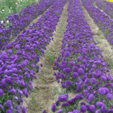 Elegant Blue China Aster Seeds – 'Maiden Series' | Double Petal Blooms, 20-30cm Compact Plants