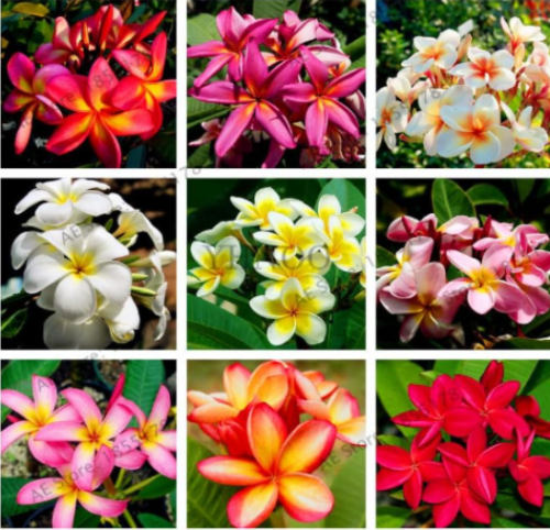 Multiple Color Frangipani Plumeria Rubra Flower Seeds