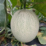 Dumi 101 Muskmelon Seeds, F1 Hybrid Muskmelon, Early Maturing, Thick-Fleshed, High Sugar, High Yield 