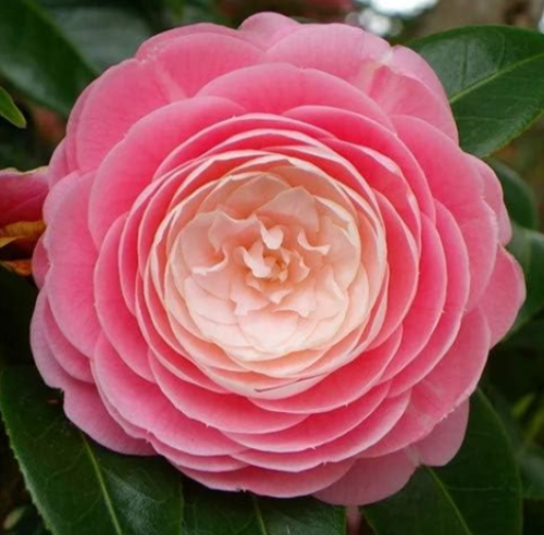 Camellia Seed Plants Common Camellia Flowers Perennial (Color: 8)