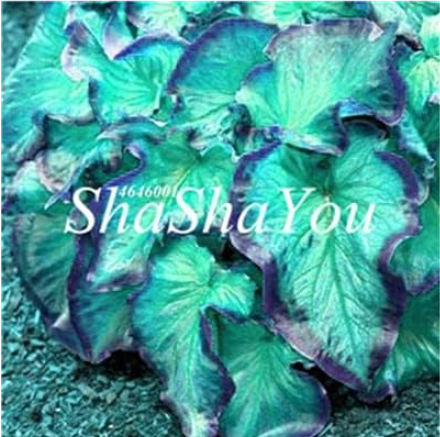 Caladium Plant Outdoor & Indoor Perennial Flowers (Color: 22)