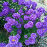 Elegant Blue China Aster Seeds – 'Maiden Series' | Double Petal Blooms, 20-30cm Compact Plants