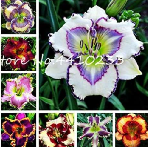 Exotic Holland Rainbow Daylily Seed Outdoor Day Lily Flower (Color: g)