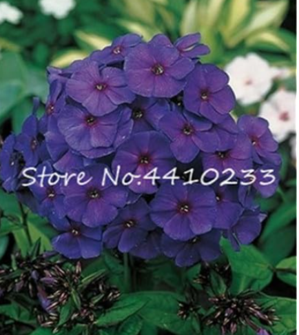 Phlox Flower Semente Seed Plant (Color: 16)