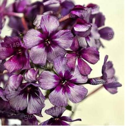 Phlox Plant Phlox Drummondii Cuspidata Flower Seeds