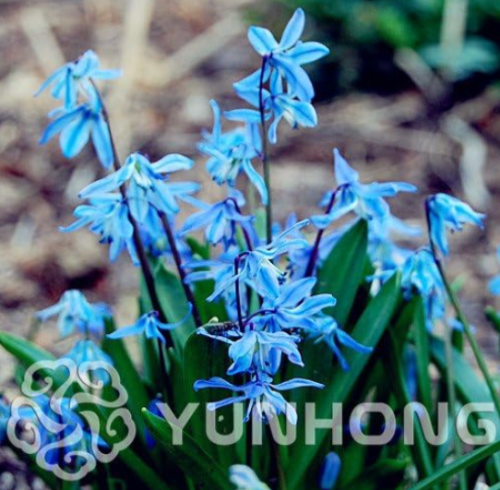 Blue Bell Flower Seed Beautiful Flower Seed (Color: 4)