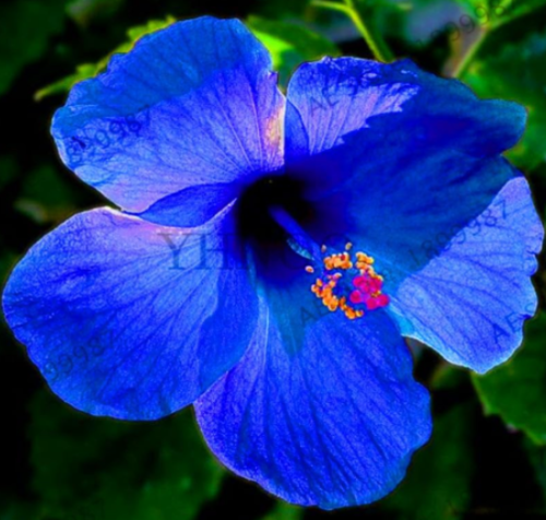 Hybrid Tropical Hibiscus Flower Seed China Rose Hibiscus Rosa
