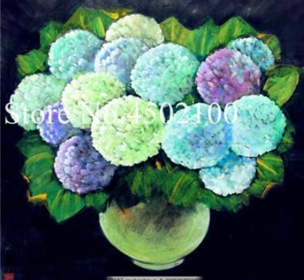 Hydrangea Dwarf Seed for Home & Garden Planting - (Color: 3)