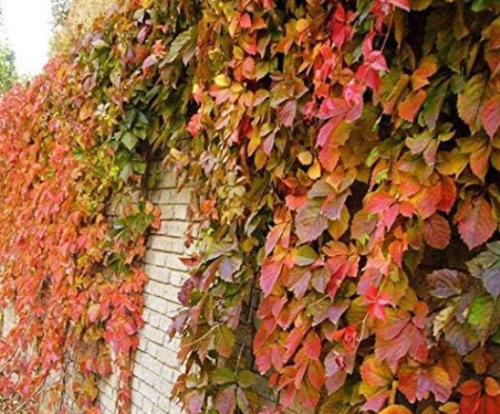 Ivy Creepers Seeds Green Boston Ivy parissus tricuspidata (Color: 2)