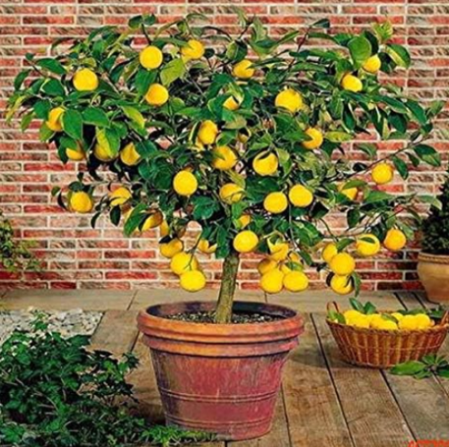 Lime Plants (Citrus Aurantifolia) Organic Fruit Seeds