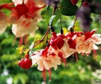 Fuchsia Lanterns Flower Seeds (Color: 1)