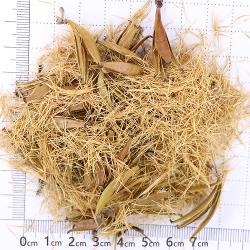 Nepenthes mirabilis Seeds Mixed – Grow Your Own Exotic Carnivorous Pitcher Plants