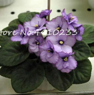 Mini Seed Violet Rare African Flower for Garden (Color: m)