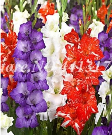 Rare Striped Gladiolus Sword Lily Garden Plant Flowers Seeds (Color: 8)