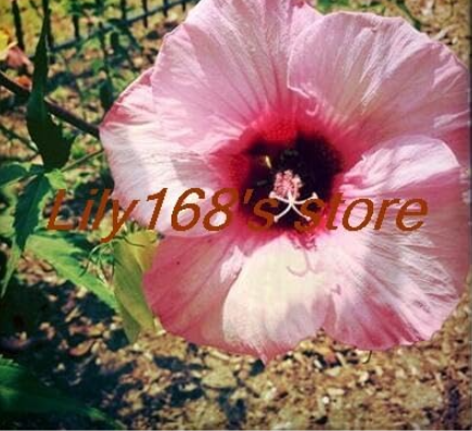 Hibiscus Rosa-sinensis Perennial Flowers Seed Large (Color: A16)
