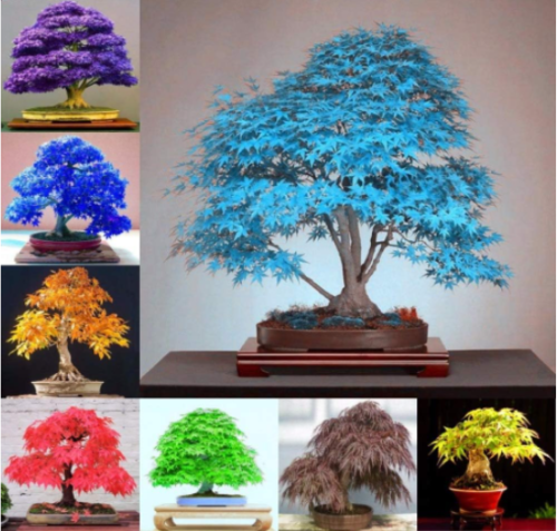 Maple Tree Seed Plant SeedsJapanese Maple Tree Balcony Plants (Color: Mix)
