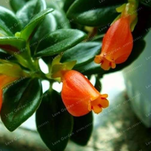 Goldfish Chlorophytum Seed Orchid Seed Indoor Air Purification