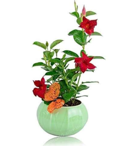 Mandevilla Sanderi Seed Potted Balcony Planting Seasons Balcony (Color: 1)