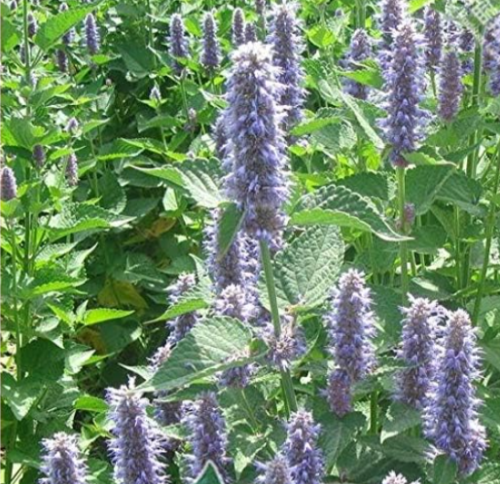 Blue Hyssop Agastache Flower Seeds
